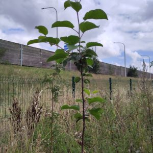 CNDG-1-2025-été2025-4