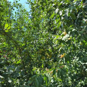 Copie de IMG_20250818_142254