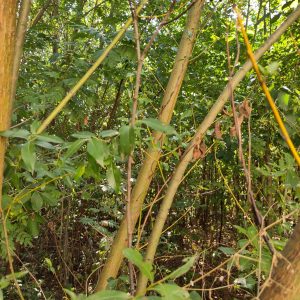 Copie de IMG_20250818_142424