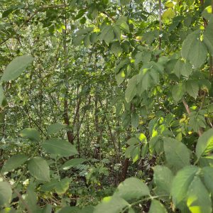 Copie de IMG_20250818_142510