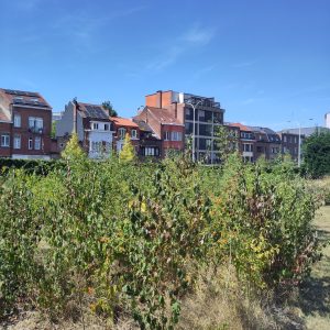 evolution micro-forest Nectar 2025 - 1