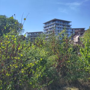 evolution micro-forest Nectar 2025 - 2