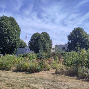 evolution micro-forest Nectar 2025 - 4