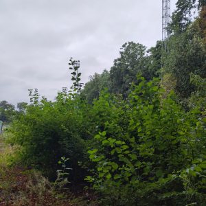 léo - 2025-8