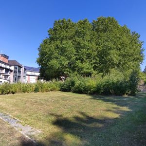 Roi Baudouin 2025 - 3