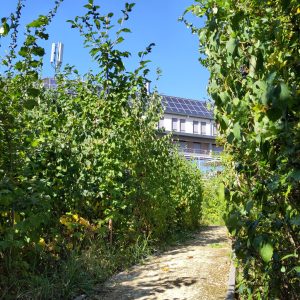 Roi Baudouin 2025 - 5