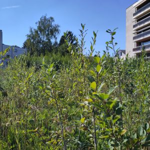 Parc des Saules -2025-2