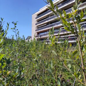 Parc des Saules -2025-3